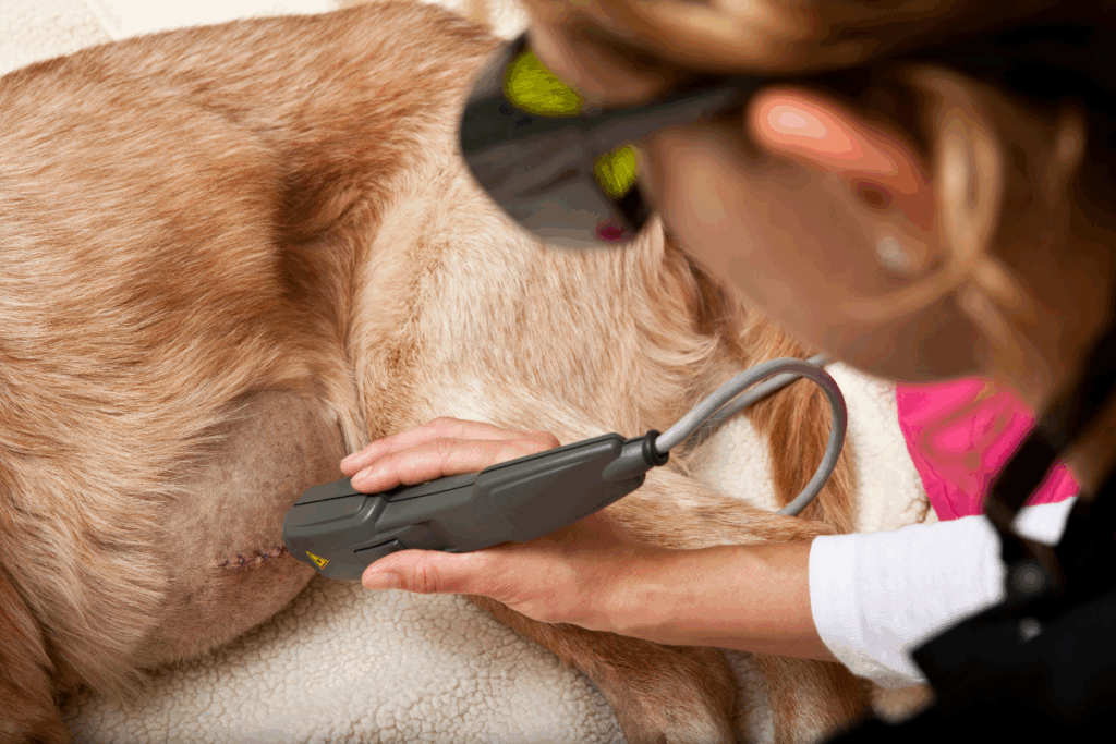 Laser therapy for dogs being used to support healing after a surgical procedure