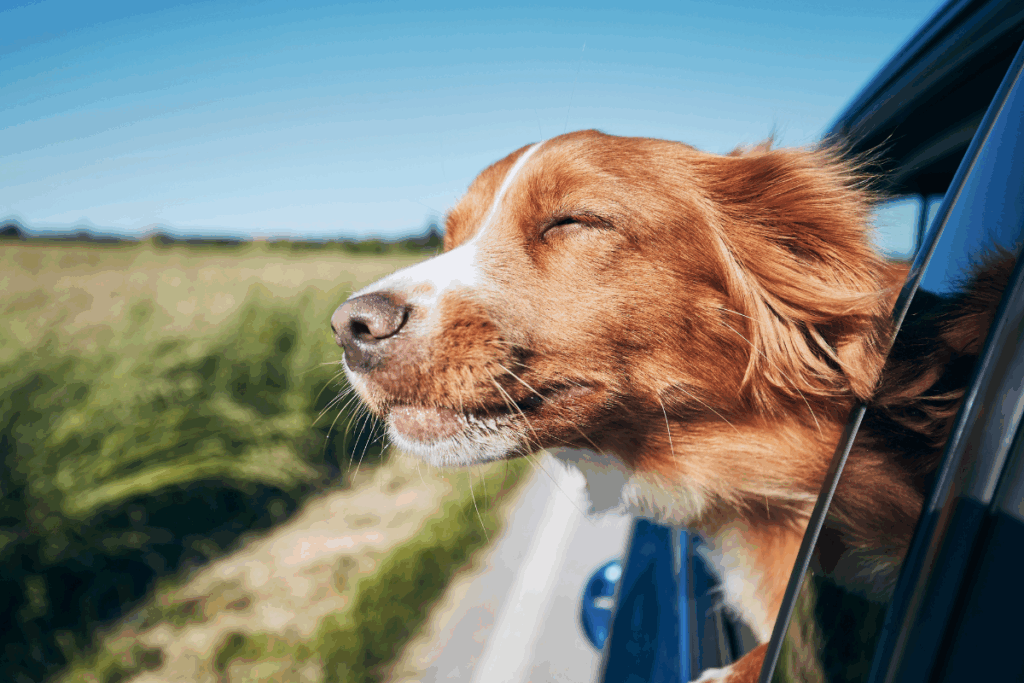 Dog enjoying a car ride after receiving pet health certificates in San Antonio for safe travel