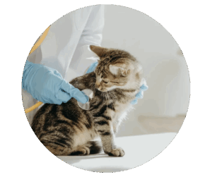 Cat receiving care at a veterinarian clinic in Boerne TX