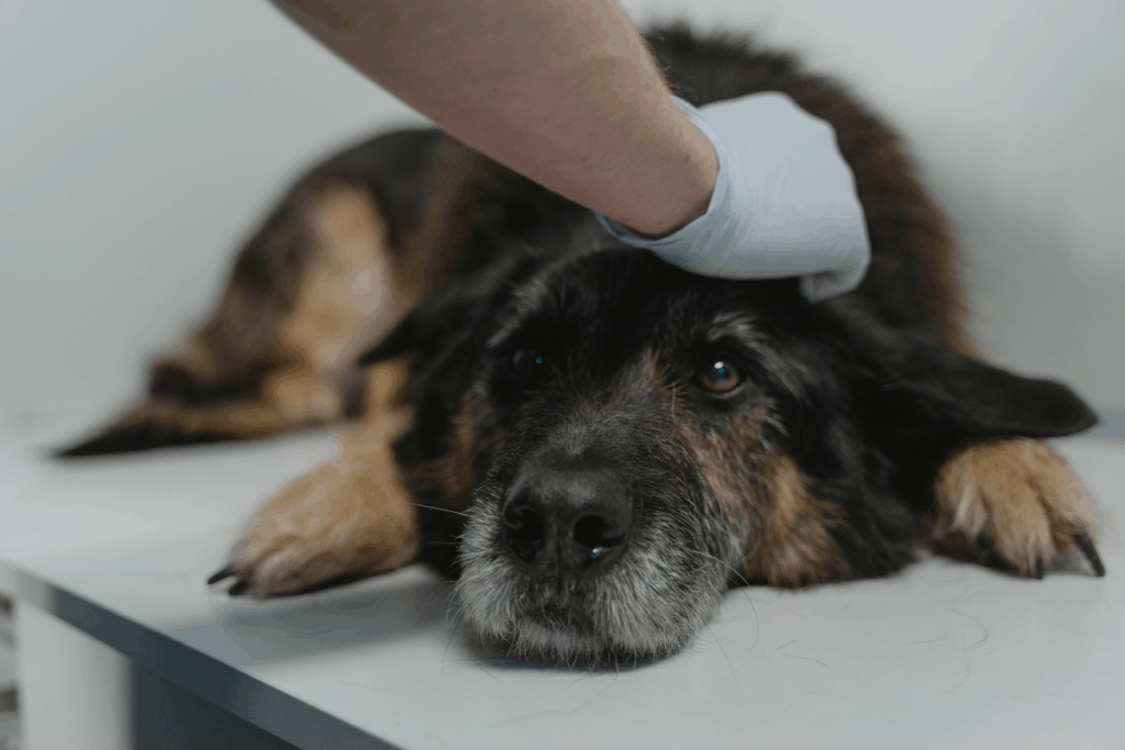 Targeted crysurgery for dogs treating superficial tissue