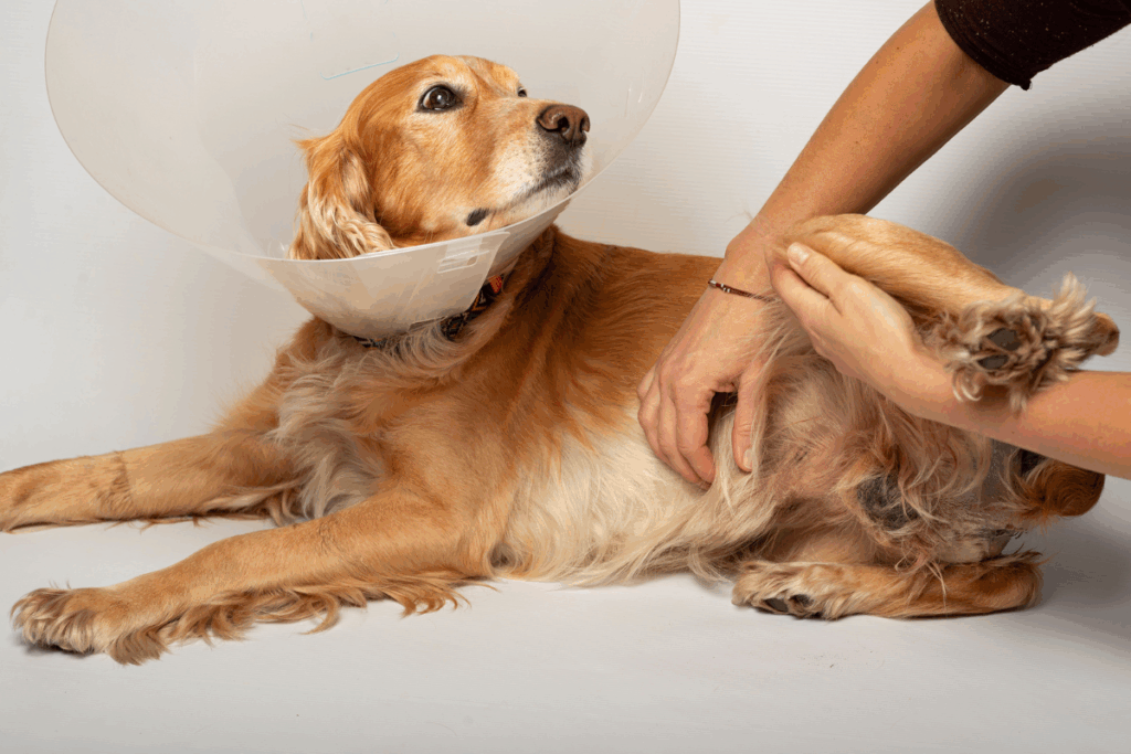 Dog wearing a cone after pet surgery in San Antonio during a veterinary exam