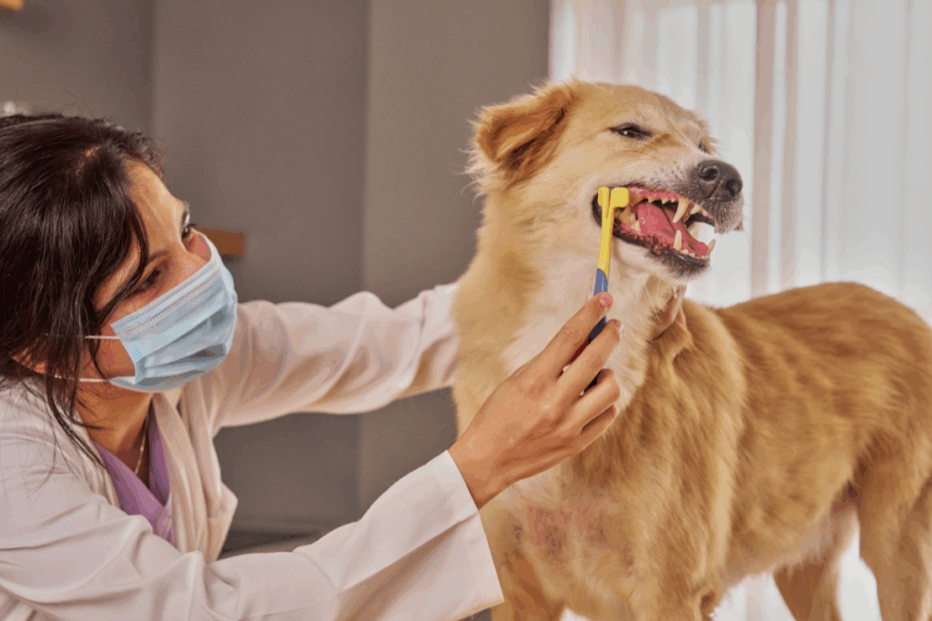 Veterinarian examining a dog’s mouth during professional pet dental care in San Antonio TX