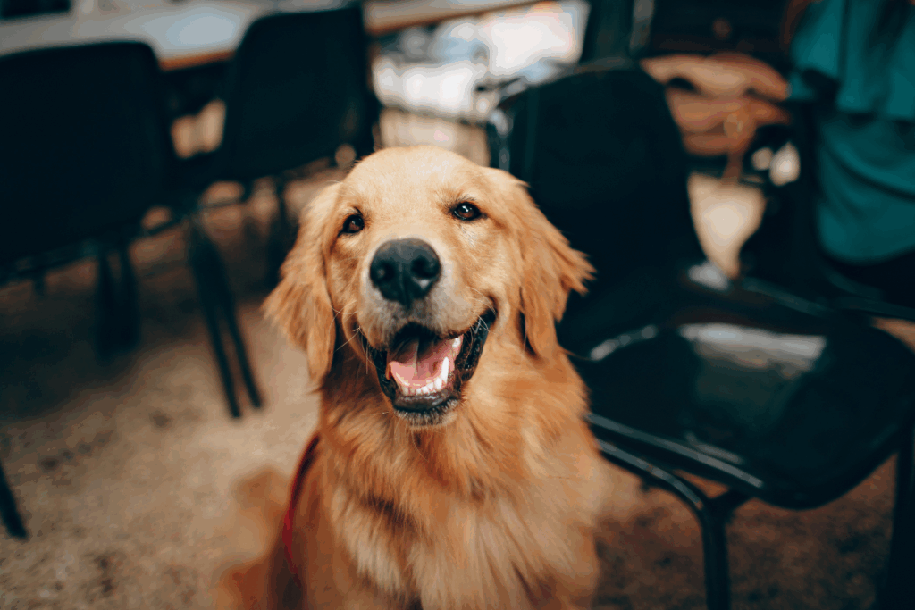 Happy dog at a veterinary clinic after receiving laser therapy for dogs to support pain relief and healing