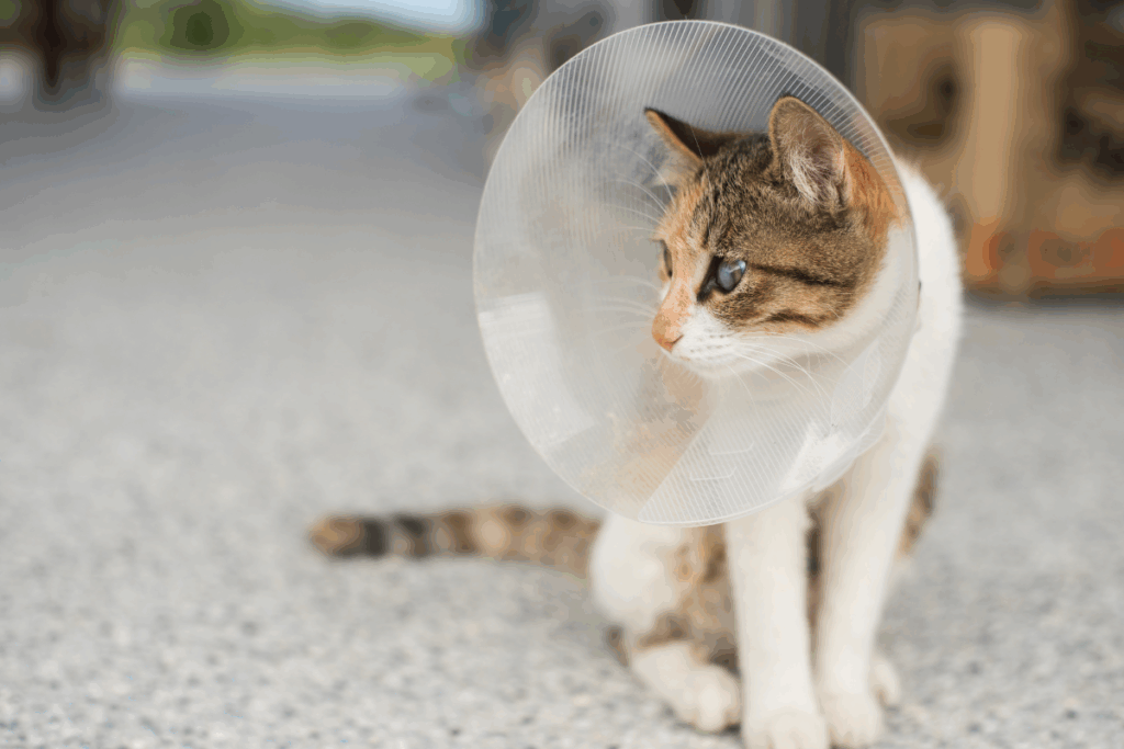 Cat wearing a recovery cone after pet surgery in San Antonio