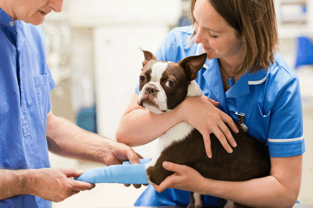 Dog receiving compassionate care at a vet clinic in Boerne, TX