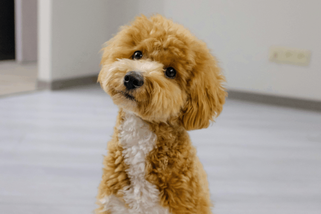 Small dog at a veterinary clinic benefiting from laser therapy for dogs to improve comfort and mobility
