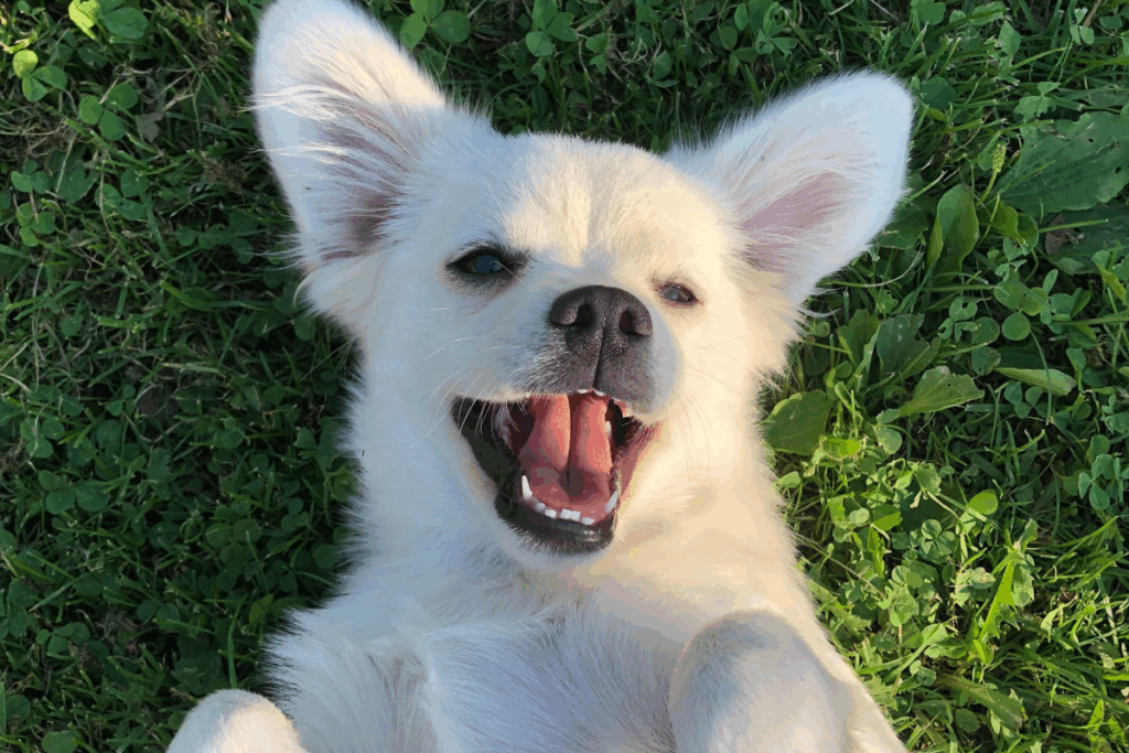 Happy puppy after pet surgery in San Antonio enjoying a healthy recovery