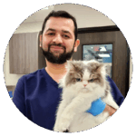 Veterinarian in Boerne, TX holding a cat during a gentle wellness visit