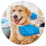 Veterinarian in Boerne, TX performing a wellness exam on a dog