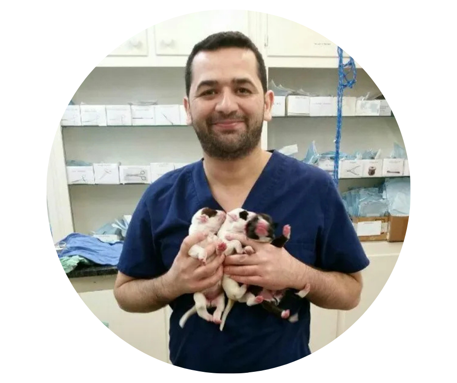 Dr. Ahmad Hamad, veterinarian in Boerne TX, caring for newborn puppies