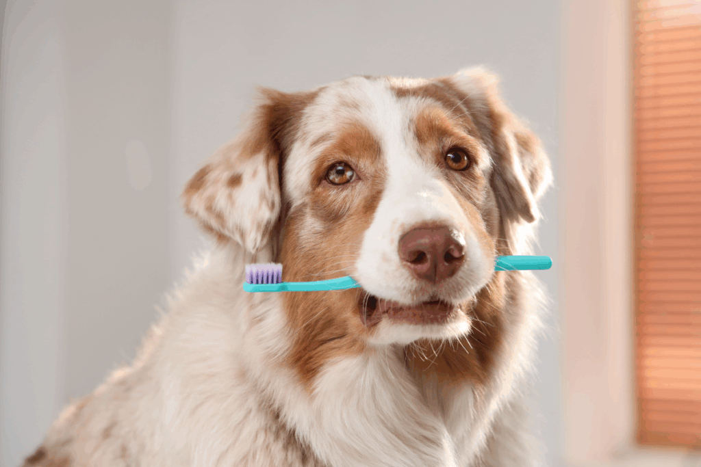 Dog holding a toothbrush representing preventive pet dental care in San Antonio TX