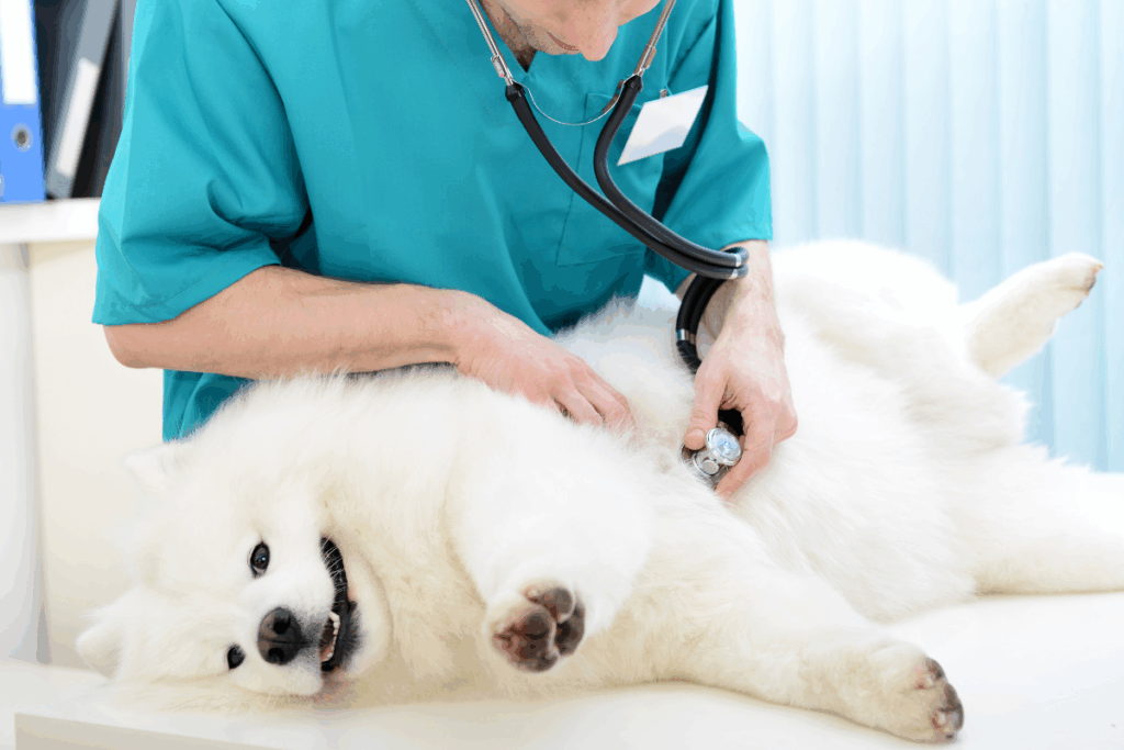 Veterinarian in Boerne, TX examining a dog with a stethoscope during a routine wellness check
