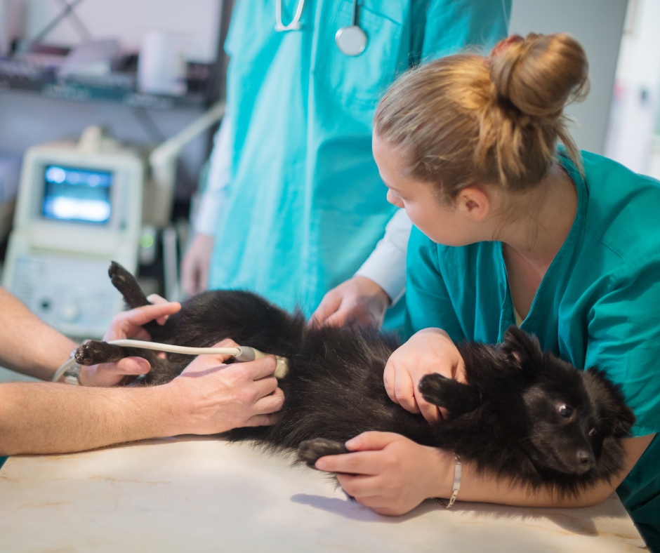 Veterinary team performing diagnostic imaging for pets using ultrasound