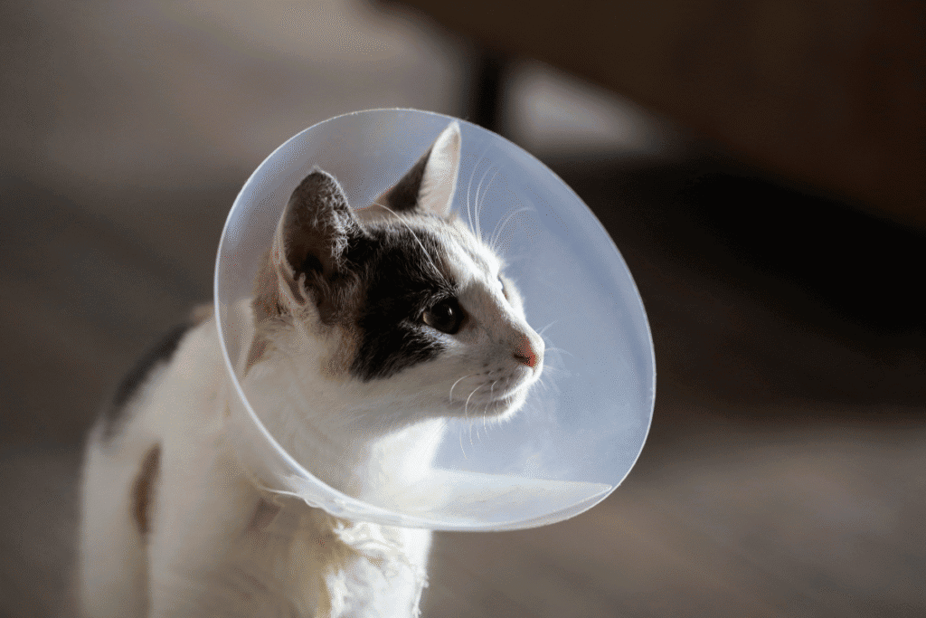 Cat recovering comfortably after spay and neuter in san antonio texas