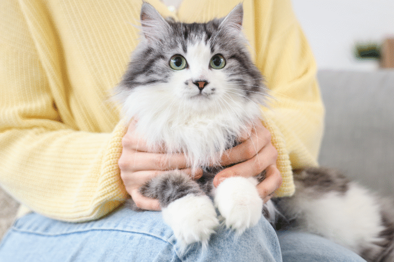 Cat sitting calmly on an owner’s lap, representing overall wellness when discussing the pros and cons of spaying a cat