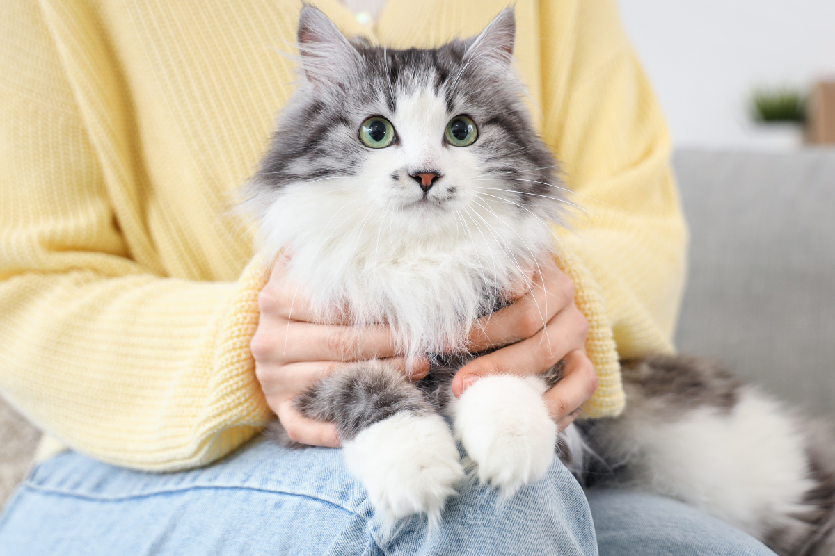 Cat sitting calmly on an owner’s lap, representing overall wellness when discussing the pros and cons of spaying a cat