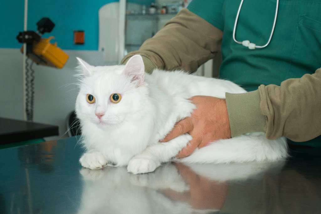 Veterinarian examining a cat during a routine visit related to the pros and cons of spaying a cat