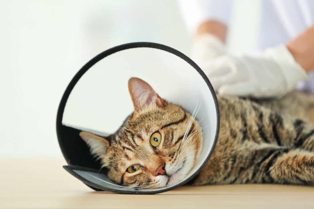 Cat wearing an e-collar during recovery after surgery, showing post-operative care related to the pros and cons of spaying a cat