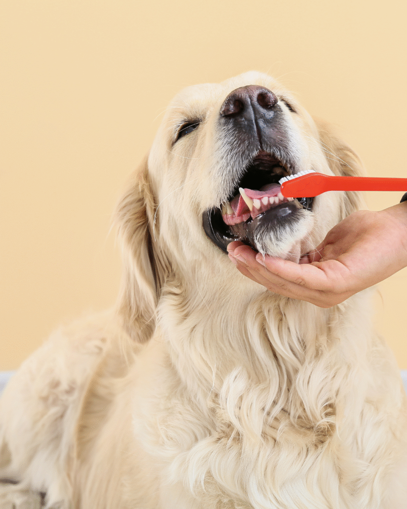 Dog having its teeth brushed as part of dental cleaning for dogs to help prevent plaque buildup and gum disease