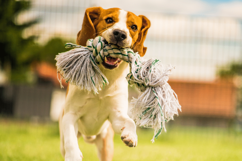 Dog playing outside with a toy as part of dog enrichment to promote physical activity and natural play behavior