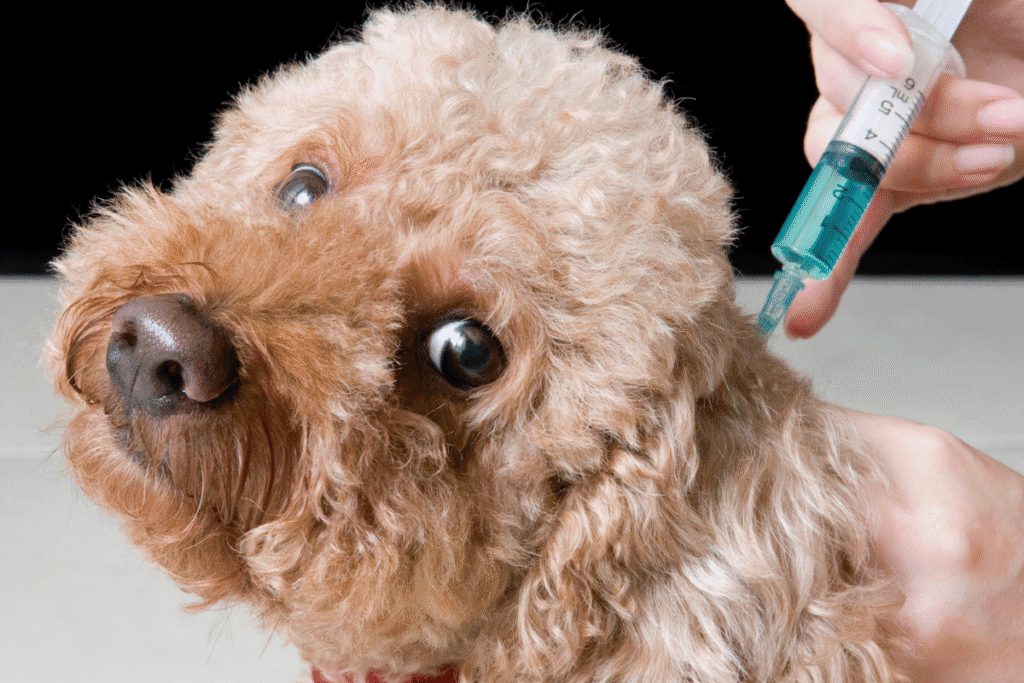 Dog receiving dog vaccinations in San Antonio during a veterinary visit