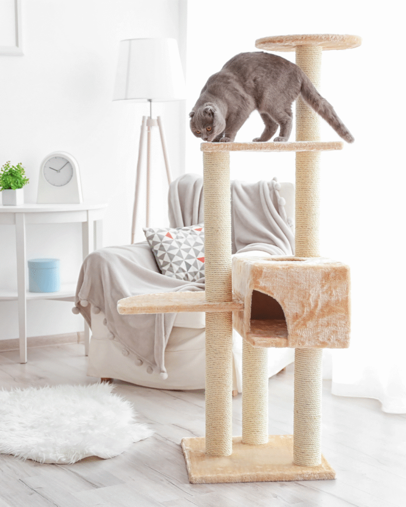 Cat climbing on a cat tree as part of cat enrichment to support natural climbing behavior and environmental stimulation