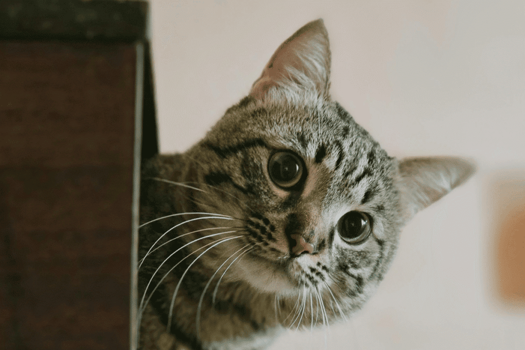Calm cat during a visit for pet vaccinations in San Antonio