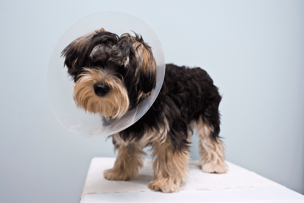 Dog recovering comfortably after spay and neuter in san antonio texas