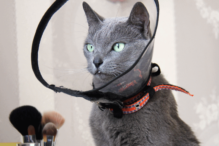 Gray cat wearing an e-collar after surgery, recovery example for can you spay a cat at any age