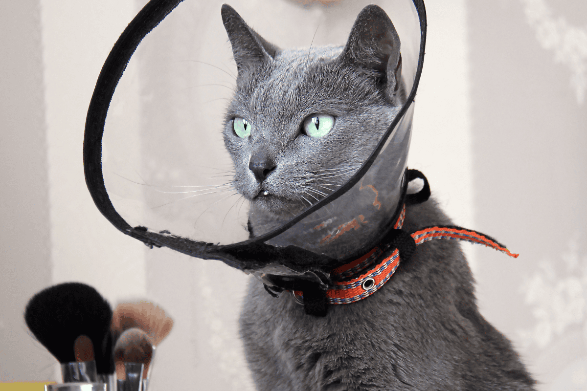 Gray cat wearing an e-collar after surgery, recovery example for can you spay a cat at any age