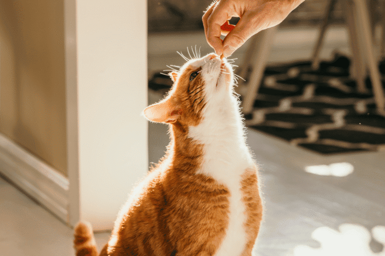 Cat learning through positive reinforcement with treats, showing how cats can be trained