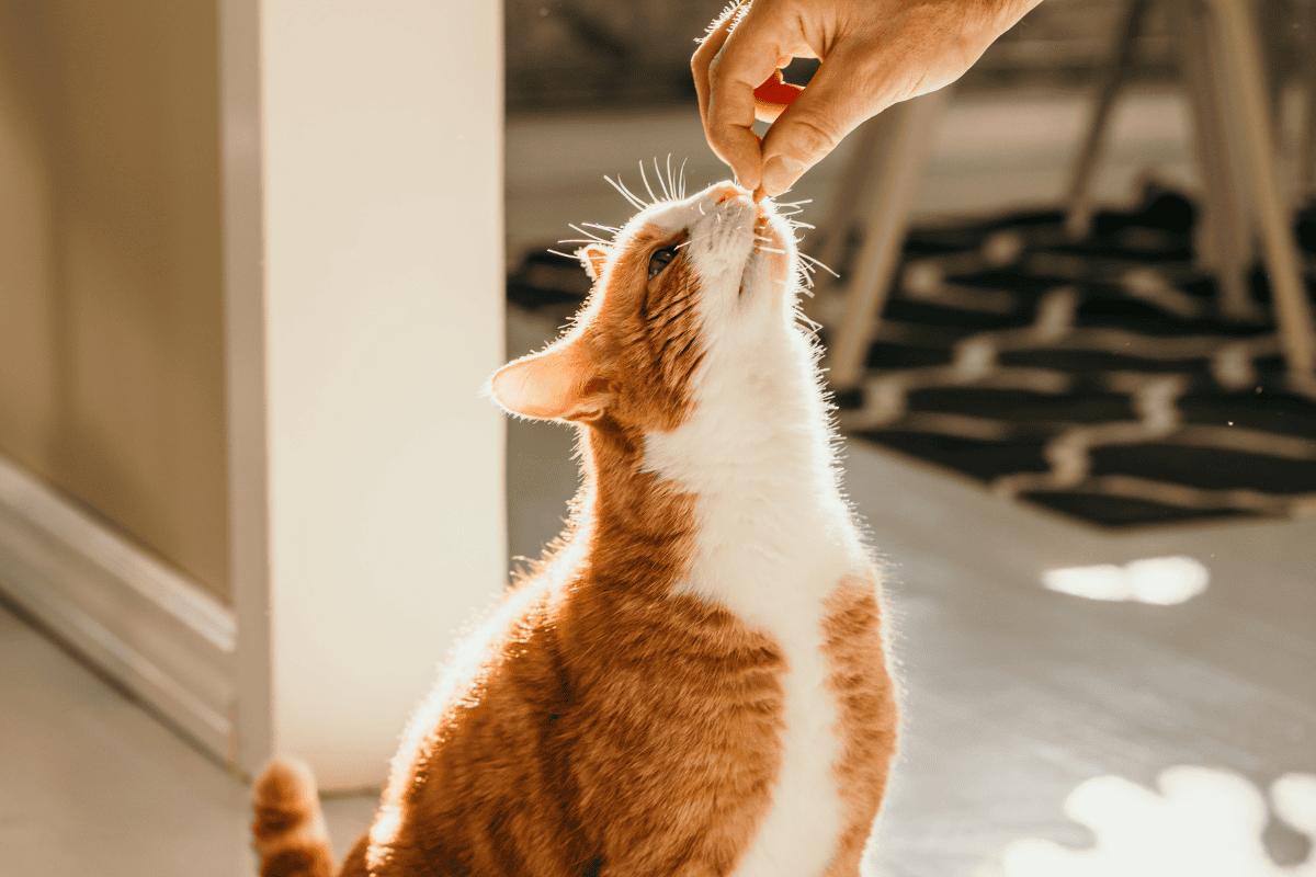 Cat learning through positive reinforcement with treats, showing how cats can be trained