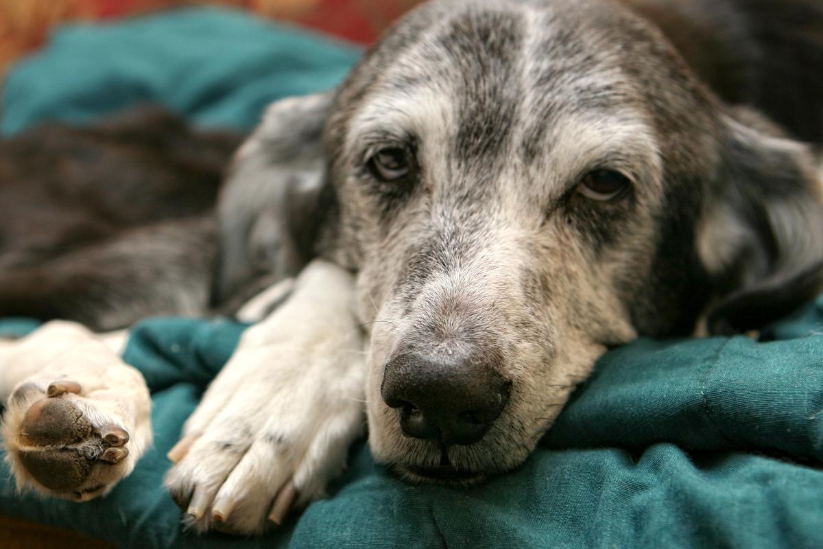 Dog resting with a tired appearance, showing symptoms that may be associated with dog vomiting blood and gastrointestinal illness