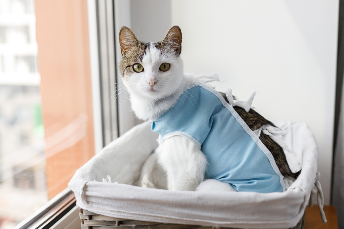 Cat resting in a recovery suit after surgery, showing the difference between spay and neuter in cats