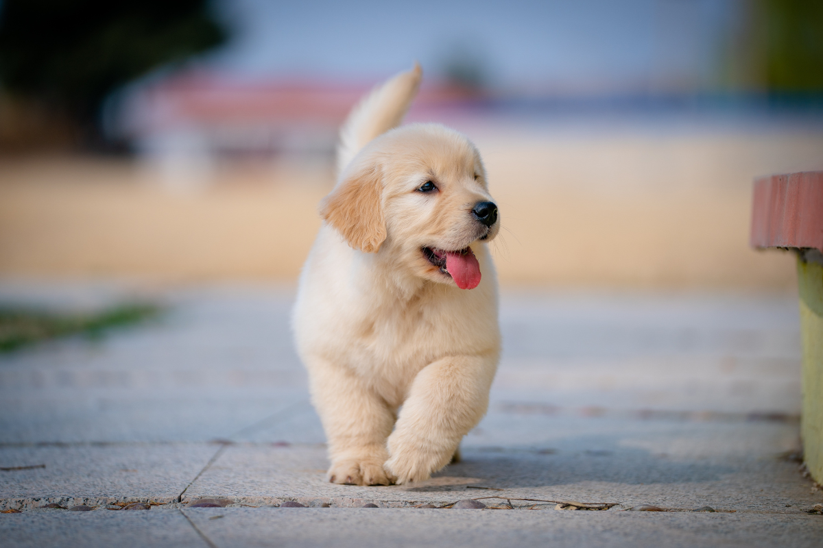 Young puppy walking outside, an age when pet owners often ask what is dog nipping