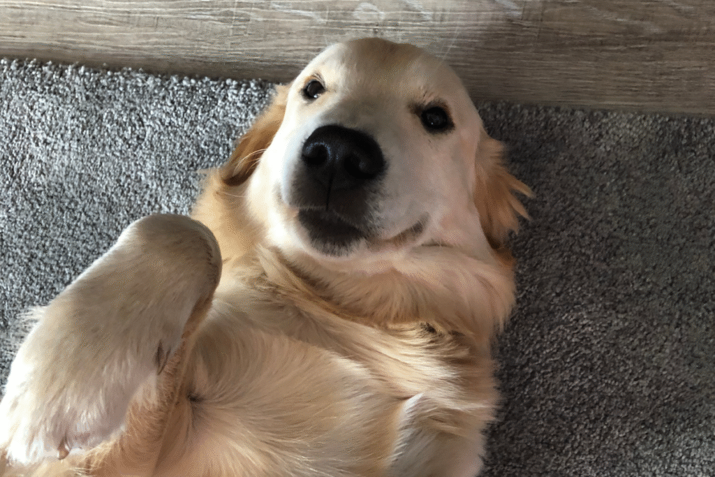 Dog lying on its back during playtime, illustrating behavior related to what is dog nipping