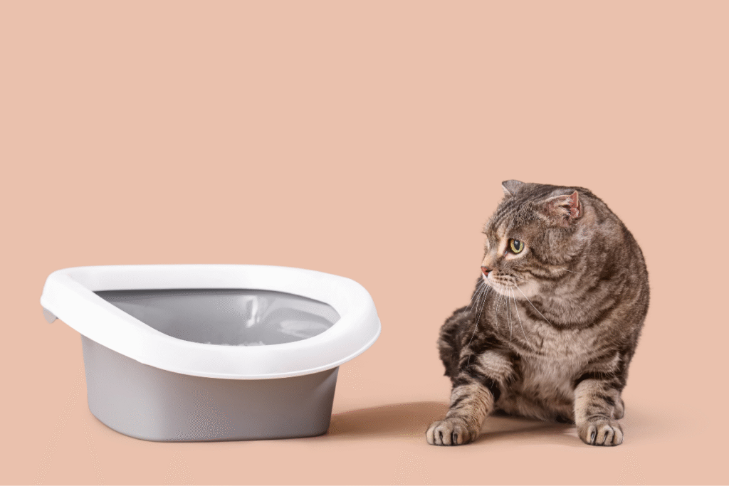 Cat sitting beside a litter box, showing why pet owners ask is toilet training bad for cats