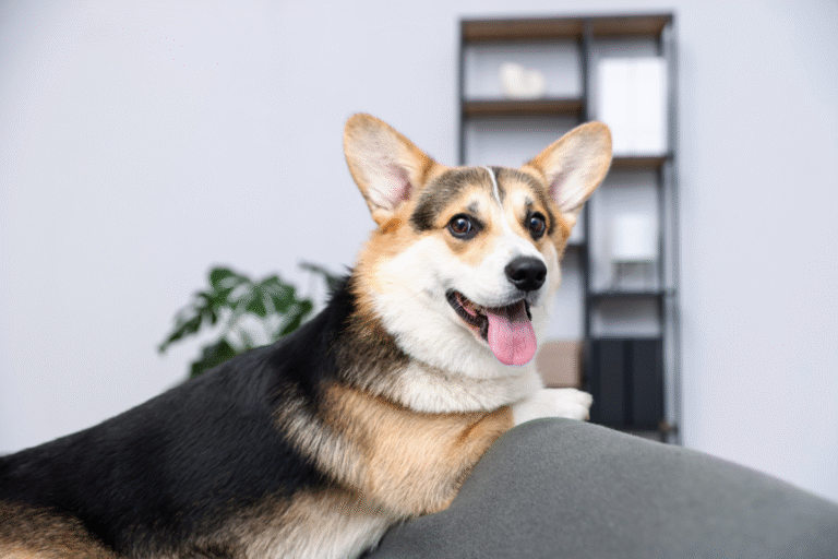 Dog resting on a couch, showing possible signs of asthma in dogs such as rapid breathing or panting