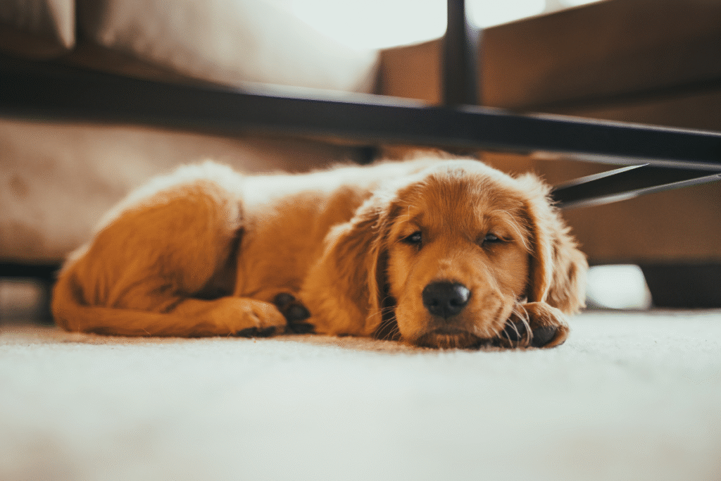 Dog lying on the floor looking tired, a possible sign of asthma in dogs affecting breathing