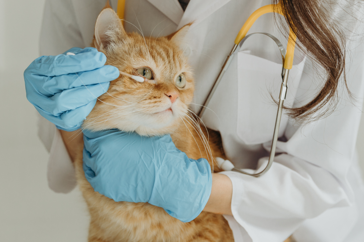 Veterinarian examining a kitten’s face for kitten ringworm symptoms such as hair loss or skin irritation