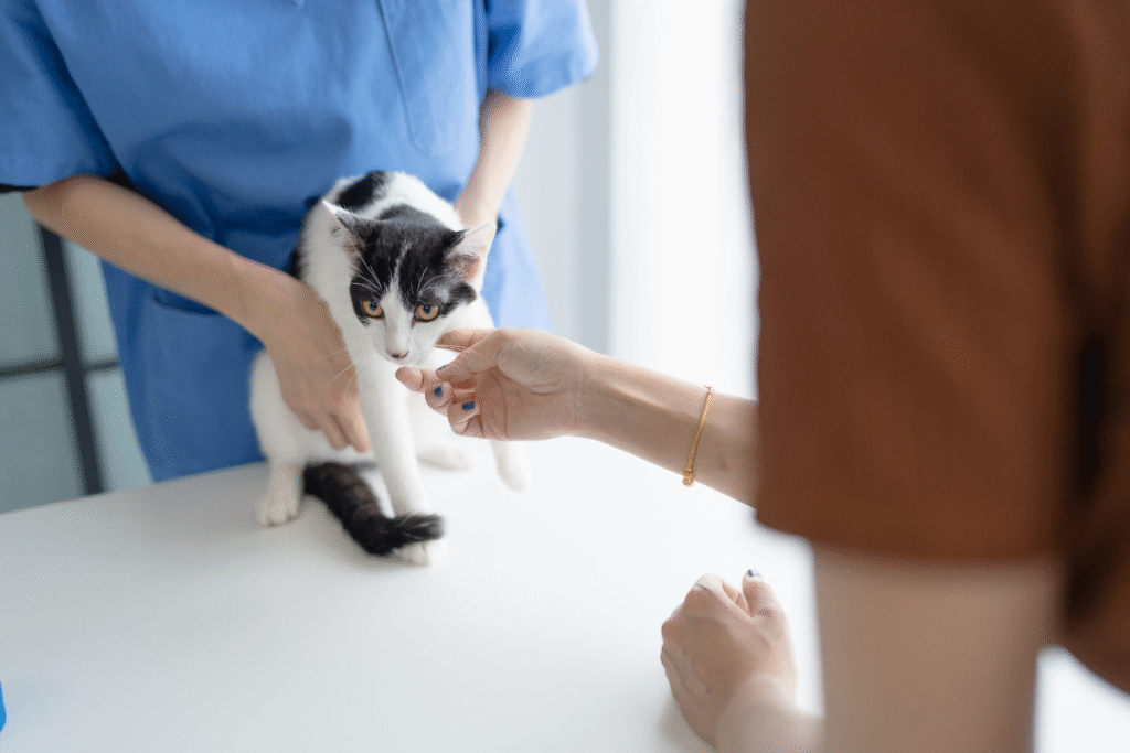 Kitten being examined at a veterinary clinic for kitten ringworm symptoms