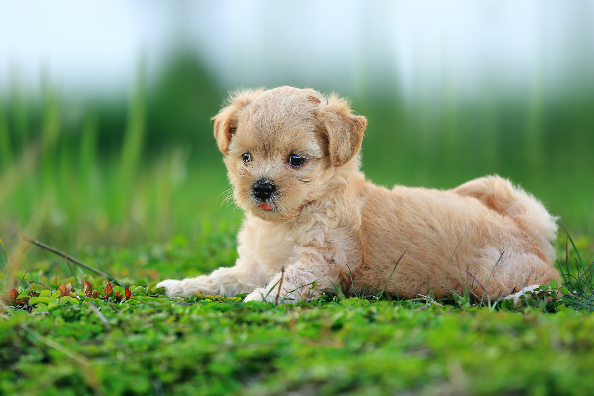 Young puppy resting outdoors, representing early benefits to neutering dog health and development