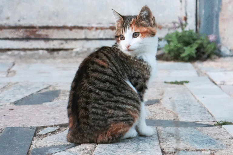Cat sitting outdoors with a thin body condition, a common sign of a cat rapidly losing weight