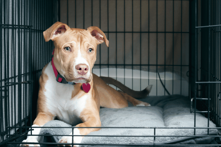 Dog lying awake inside a crate, showing common signs of puppy crate anxiety