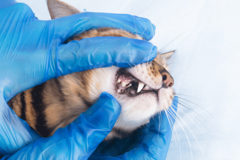 Veterinarian examining a cat’s teeth to assess oral health and determine if dental treats work for cats