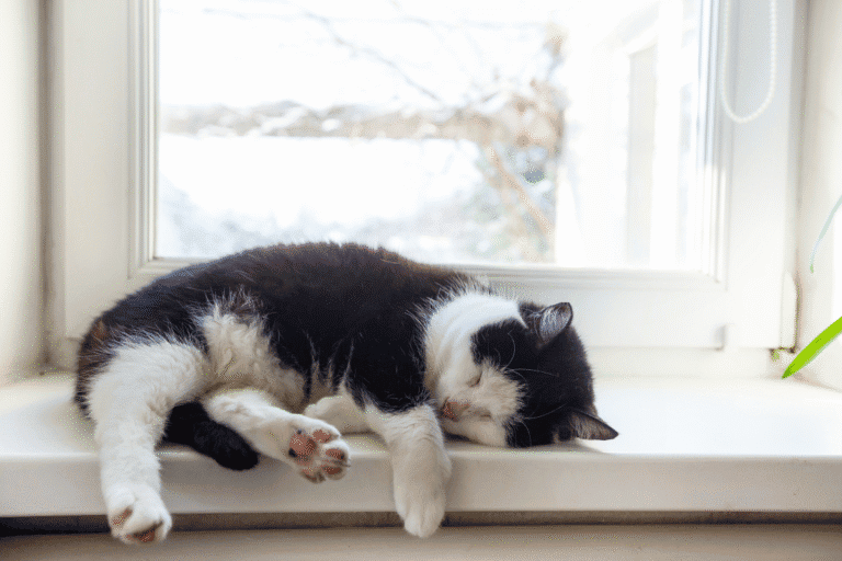 Cat resting comfortably on a windowsill, showing how to care for a spayed cat during post-surgery recovery
