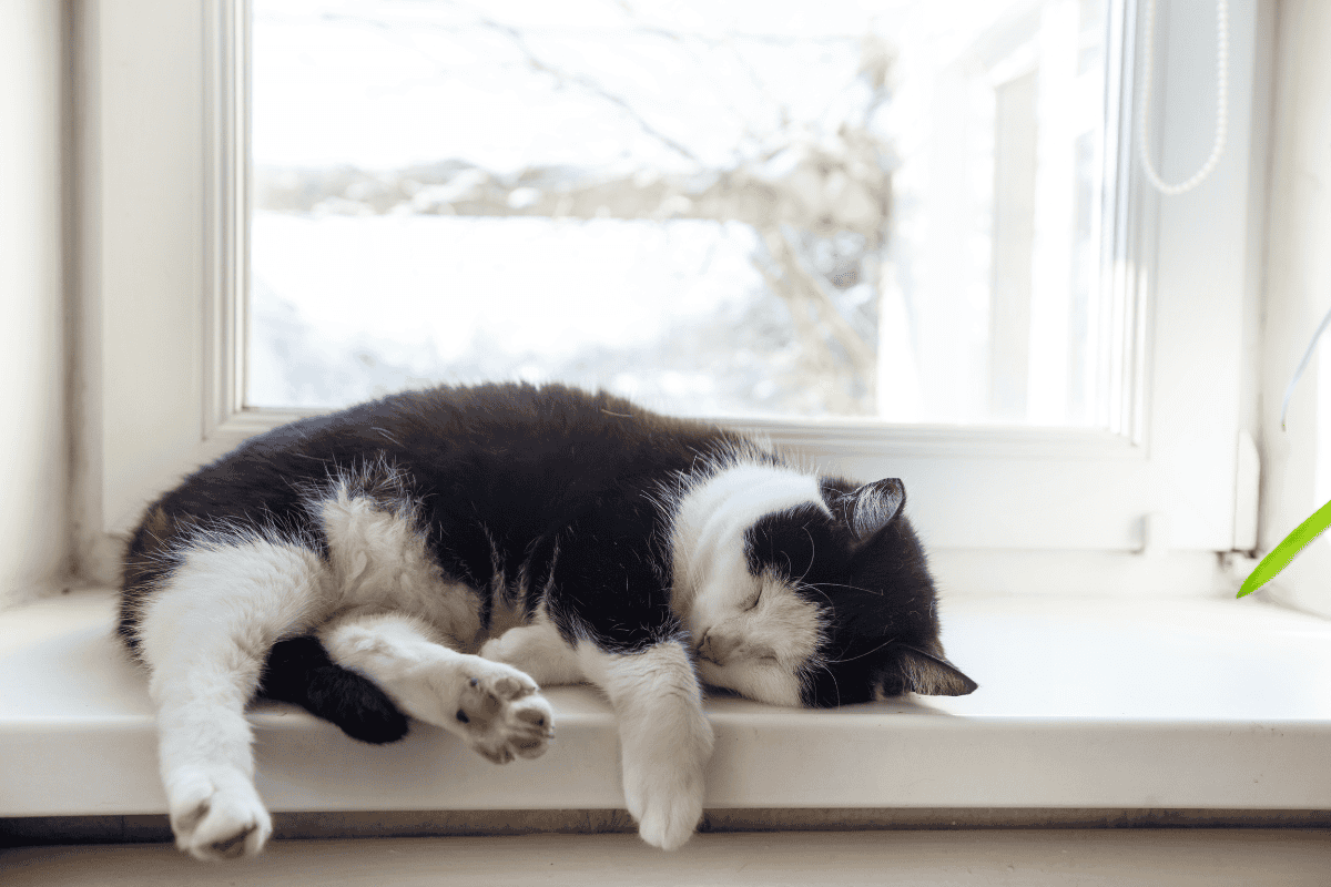 Cat resting comfortably on a windowsill, showing how to care for a spayed cat during post-surgery recovery