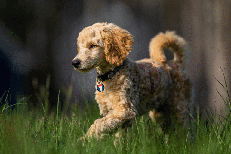 Dog walking outdoors in grass, showing how sudden loss of weight in dogs may impact muscle tone and body condition