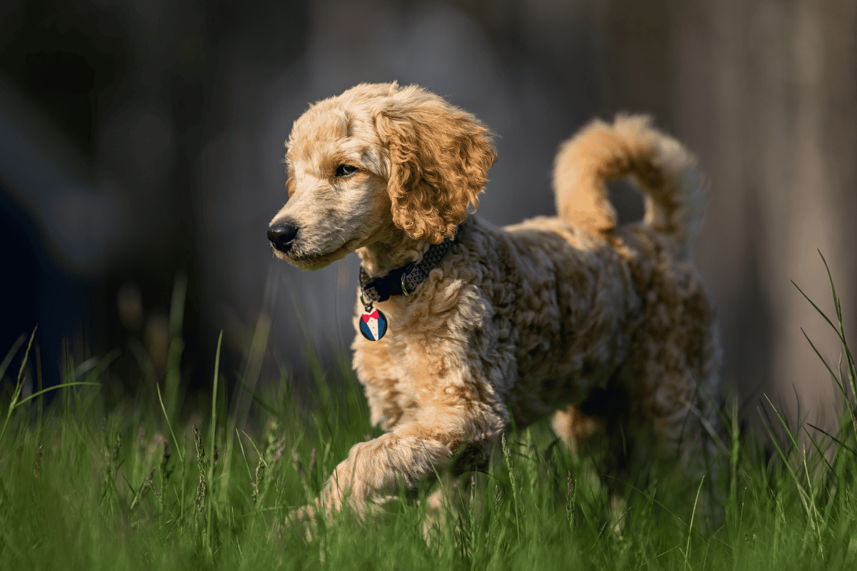 Dog walking outdoors in grass, showing how sudden loss of weight in dogs may impact muscle tone and body condition