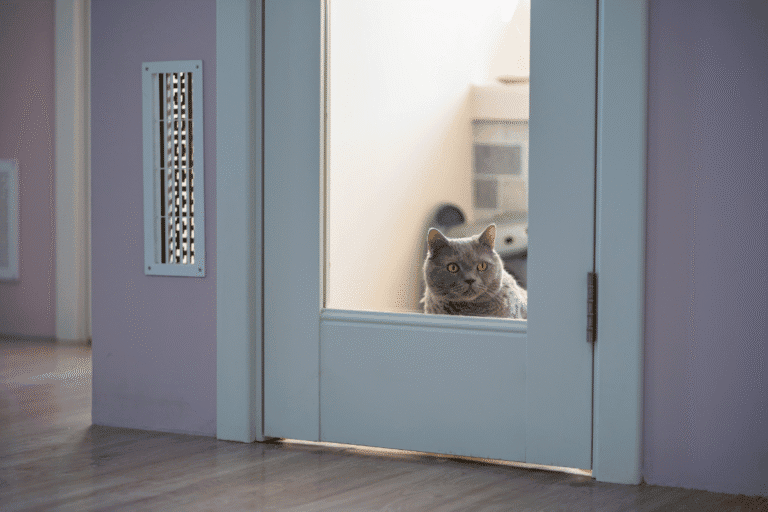Cat watching through a door window indoors, showing signs of feline separation anxiety